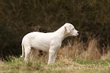 DOGUE ARGENTIN 136